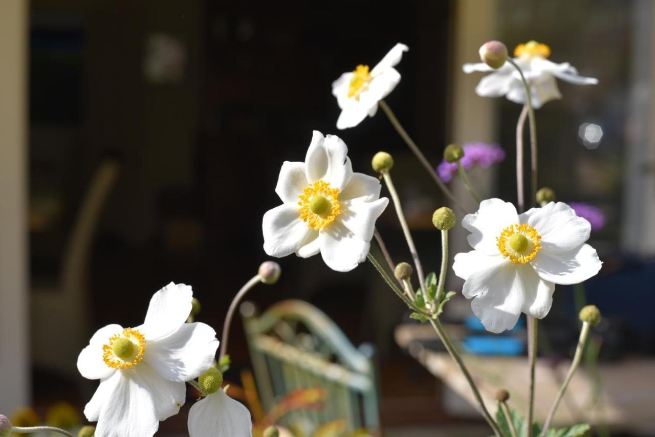 Daisybank Cottage Boutique Bed And Breakfast บร็อคเคนเฮิร์สต์ ภายนอก รูปภาพ